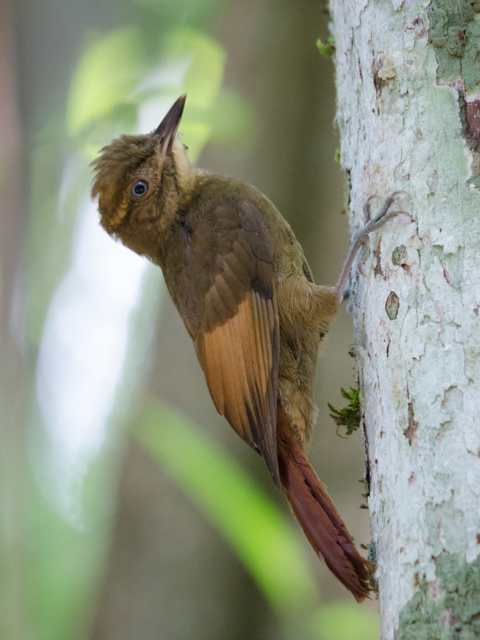 image Tawny-winged Woodcreeper